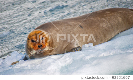 Bearded Seal, Arctic, Norway Bearded Seal, Arctic, Norway 92231607