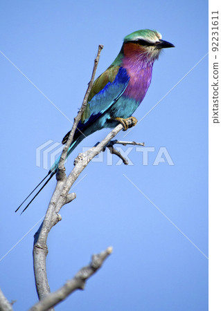 Lilacbreasted Roller, Chobe National Park, Botswana 92231611