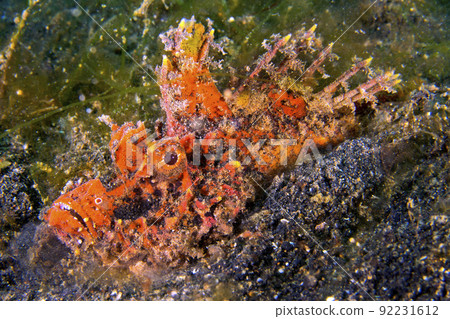 Devil Stinger, Lembeh, Indonesia 92231612