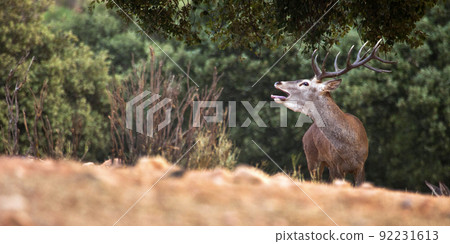 Red Deer, Monfrague National Park, Spain 92231613