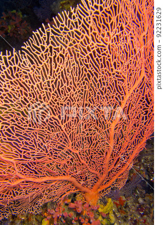 Gorgonian, Maldives 92231629