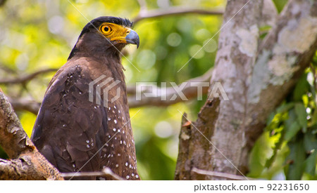 Crested Serpent Eagle, Wilpattu National Park, Sri Lanka 92231650