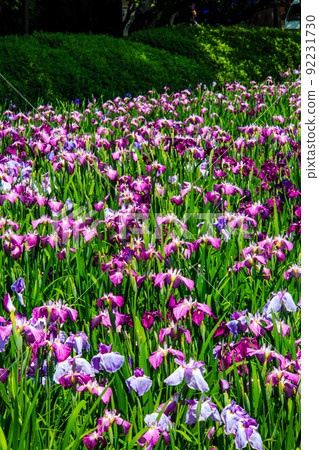 Iris in Omura Park [Omura City, Nagasaki Prefecture] 92231730
