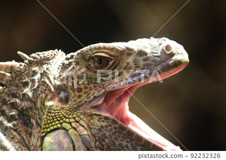 Green iguana 220718am 10:49-6 92232326