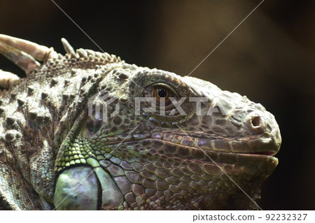 Green iguana 220718am 10:49 Green iguana 220718am 10:49 92232327