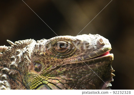 Green iguana 220718am 10:49-2 92232328
