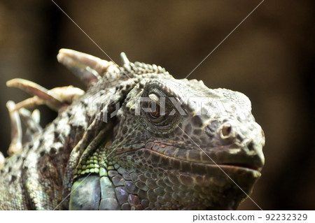 Green iguana 220718 am 10:48 92232329