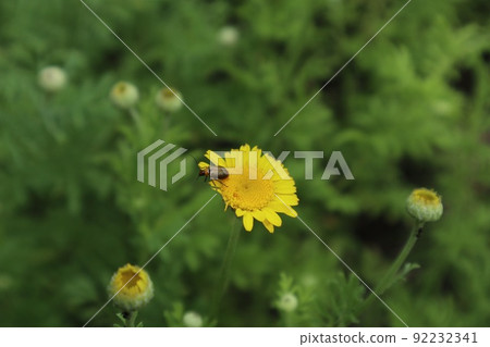 Insects perching on dandelions Insects perching on dandelions 92232341