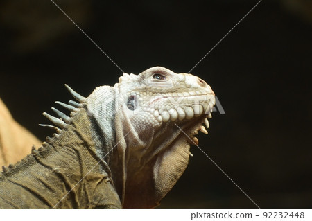 Lesser Antillean Iguana 220718am 10:20 92232448