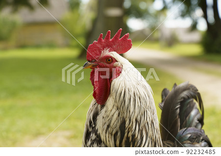 Rooster cock on a farm in the village outside. Rustic and rural domestic animals and birds. Rooster cock on a farm in the village outside. Rustic and rural domestic animals and birds. 92232485