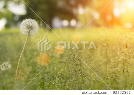 Summer field of dandelions and green grass under the warm evening sun. Nature, meadow, tranquility concept. 92232592