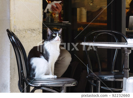 Street cat in Istanbul. Resting and relaxed cats on the streets of Istanbul Street cat in Istanbul. Resting and relaxed cats on the streets of Istanbul 92232660