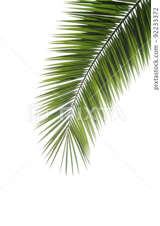 Palm tree leaf isolated. Tropical palm branch on a white blank background. 92233372