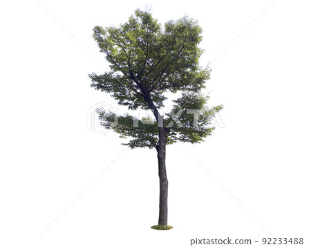 木頭，透明背景，地衣 92233488