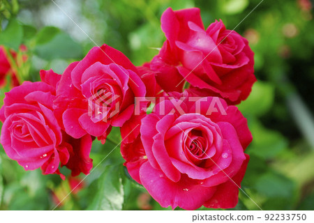 Flowers in a rose garden 92233750