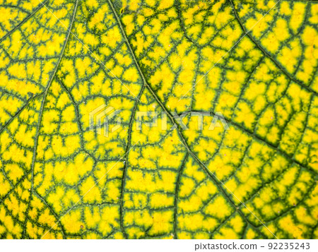 Yellow leaf with green line on surface 92235243
