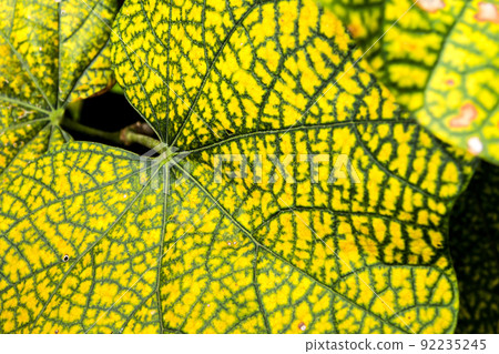 Yellow leaf with green line on surface 92235245