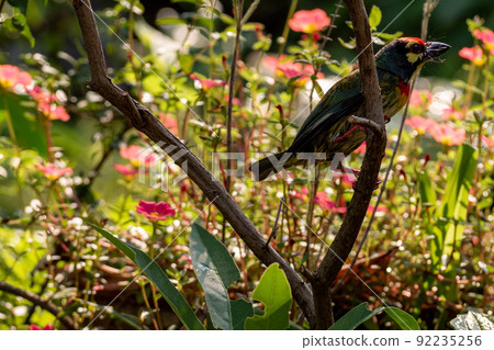 The Coppersmith barbet bird in the garden 92235256