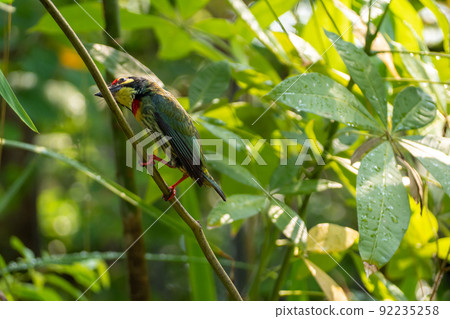 The Coppersmith barbet bird in the garden 92235258