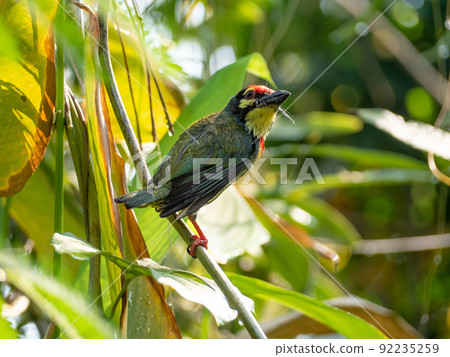 The Coppersmith barbet bird in the garden 92235259