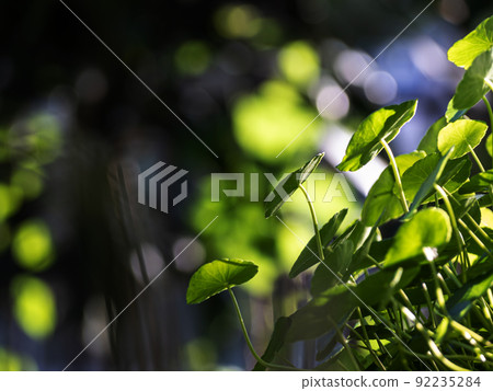 Leaves of Water Pennywort as the green background Leaves of Water Pennywort as the green background 92235284