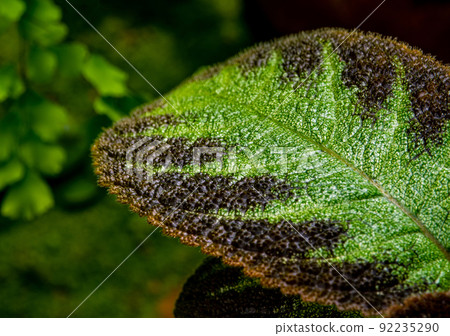 Colorful pattern and soft fur on the leaf surface of the Carpet Plant 92235290
