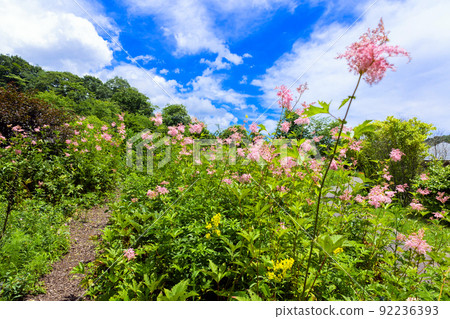 Spiraea japonica community Spiraea japonica community 92236393