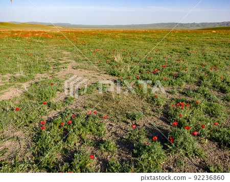 Red poppies field in georgia spring travel Red poppies field in georgia spring travel 92236860