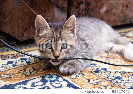 Gray kitten gnaws on the electric wire 92237042