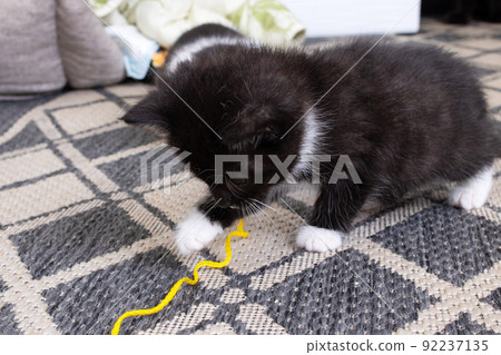 Little black kitten playing with rope closeup Little black kitten playing with rope closeup 92237135