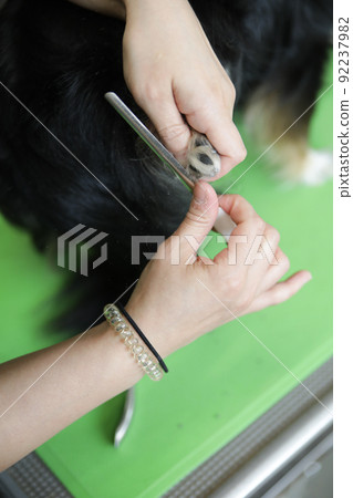 Black and Tan long coat Chihuahua having a trimmer cut nails at a dog salon 92237982