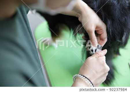 Black and Tan long coat Chihuahua having a trimmer cut nails at a dog salon Black and Tan long coat Chihuahua having a trimmer cut nails at a dog salon 92237984