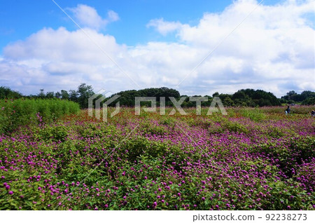花高觀察 花山千日前 宇宙祭 秋季 92238273