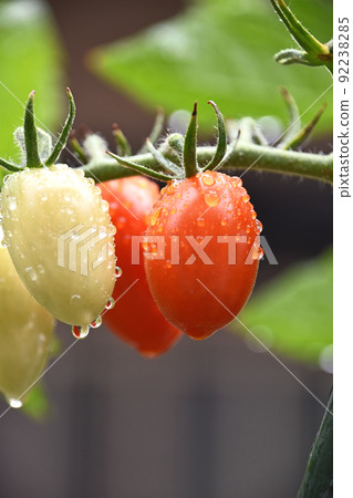 迷你番茄（愛子） 92238285