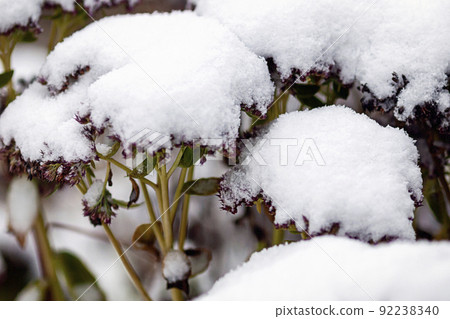Plant covered with snow, Sedum spectabile under snow 92238340
