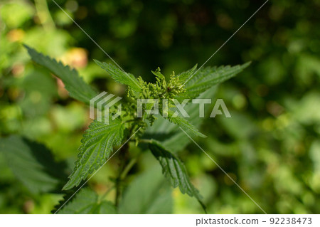 nettle grows in forest in summer 92238473