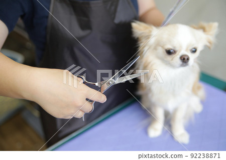 Long coat Chihuahua having a trimmer cut at a dog salon 92238871