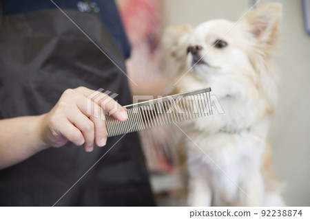 Long coat Chihuahua having a trimmer groom at a dog salon 92238874