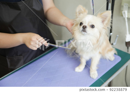 長外套吉娃娃在狗沙龍有一個修剪新郎 92238879