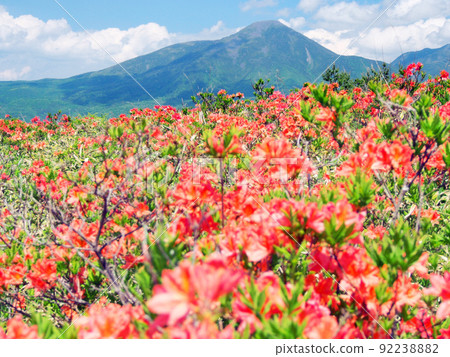 盛開的杜鵑花和蓼科山（霧峰） 92238882