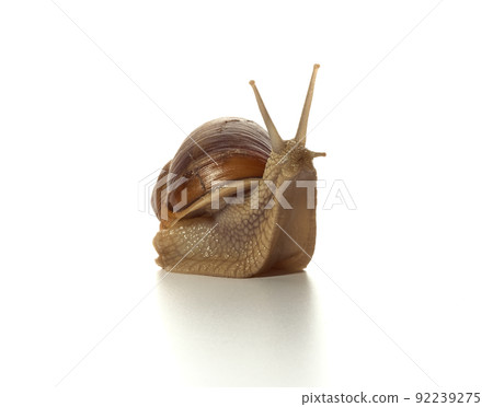 Helix pomatia.Grape snail standing surprised isolated on white background. Macro shot. 92239275