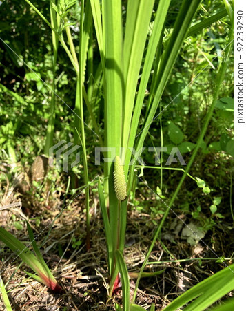 這個節目 92239290