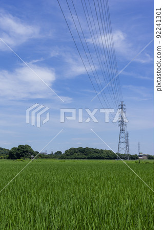 稻田中的稻米和藍天 92241301