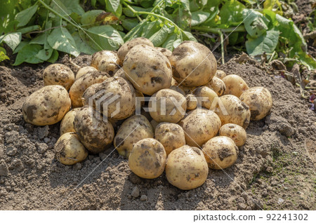 從田間收穫的新鮮土豆 從田間收穫的新鮮土豆 92241302