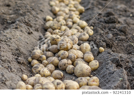 從田間收穫的新鮮土豆 92241310