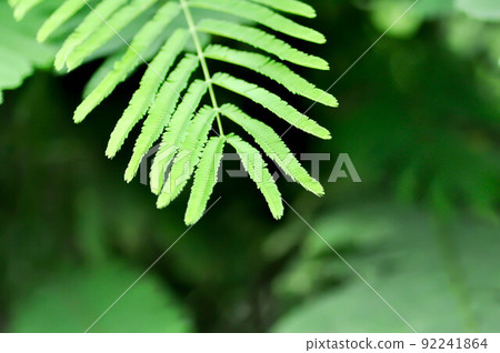 Senegalia pennata or Acacia Insuavis, Acacia pennata Willd or LEGUMINOSAE MIMOSOIDEAE or MIMOSEAE Senegalia pennata or Acacia Insuavis, Acacia pennata Willd or LEGUMINOSAE MIMOSOIDEAE or MIMOSEAE 92241864