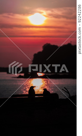 鳥兒在海上觀看日落 92242286