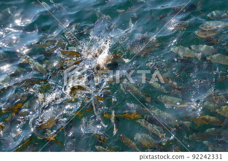 鹹水魚(麥地那)籠 鹹水魚(麥地那)籠 92242331