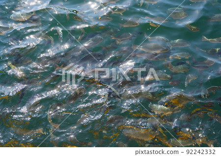 鹹水魚(麥地那)籠 鹹水魚(麥地那)籠 92242332