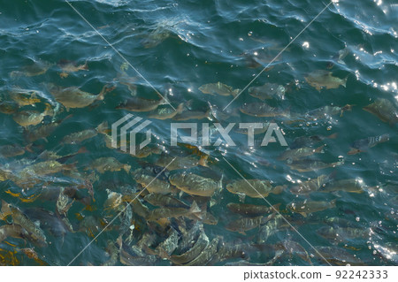 鹹水魚(麥地那)籠 鹹水魚(麥地那)籠 92242333
